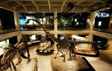 Il Museo di Durban Natural Sciences: Una Esplorazione Inevitabile del Regno Animale e del Pianeta Terra!