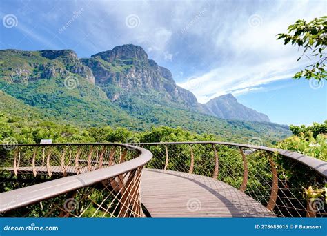 Il Museo di Kirstenbosch: Un paradiso botanico nel cuore della Città del Capo!